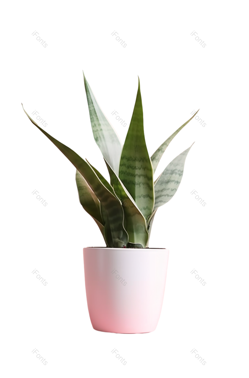 叶子图片,装饰元素,清新PNG,摄影免抠素材